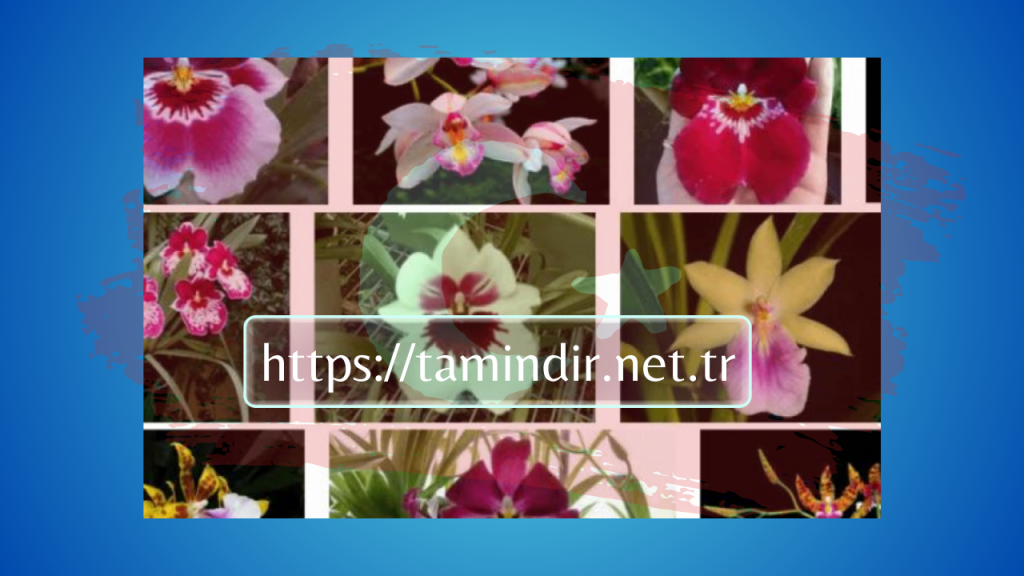 Orchids