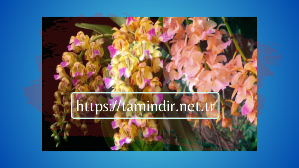 Tam Bao Sac